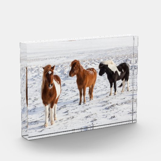 IJslands paard met typische winterkat Fotoblokken (Links)