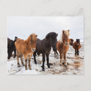 IJslands paard tijdens de winter op IJsland Briefkaart