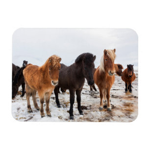 IJslands Paard Tijdens Winter IJsland Magneet