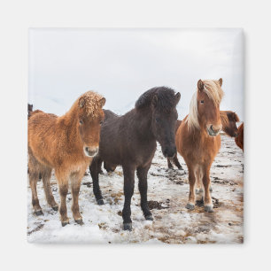 IJslands Paard Tijdens Winter IJsland Magneet