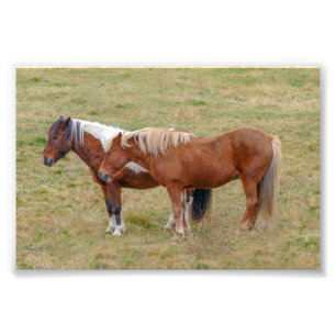 IJslands paardenduo, IJslandse weide Foto Afdruk