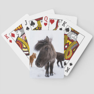 IJslands paardenportret, IJsland Speelkaarten