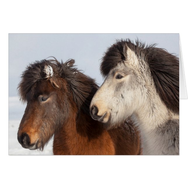 IJslands paardenprofiel, IJsland (Voorkant Horizontaal)