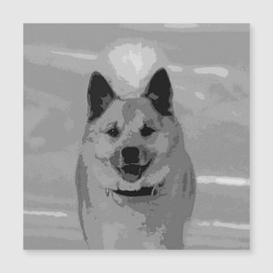 IJslands Sheepdog20151203