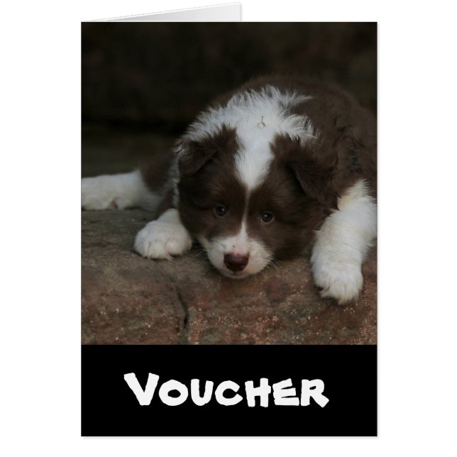 IJslands Sheepdog_20171201_by_JAMFoto (Voorkant)