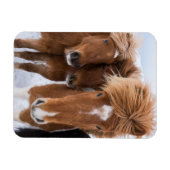 IJslandse horsmakreel, IJsland Magneet (Horizontaal)