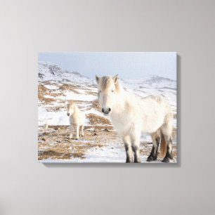 IJslandse paarden Blonduos, IJsland Canvas Afdruk