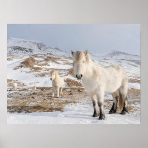 IJslandse paarden Blonduos, IJsland Poster