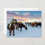 IJslandse paarden Briefkaart (Voorkant / Achterkant)