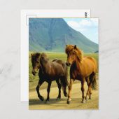 IJslandse Paarden Briefkaart (Voorkant / Achterkant)