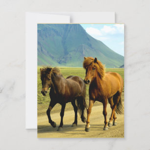 IJslandse Paarden Briefkaart