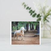 IJslandse paarden Briefkaart (Staand voorkant)