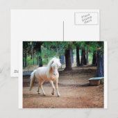 IJslandse paarden Briefkaart (Voorkant / Achterkant)