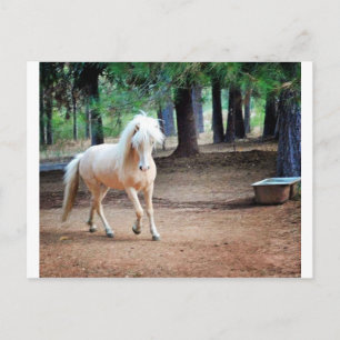 IJslandse paarden Briefkaart
