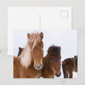 IJslandse paarden Briefkaart (Voorkant / Achterkant)