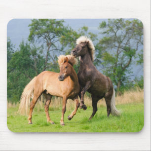 IJslandse paarden die spelen en fokken Muismat