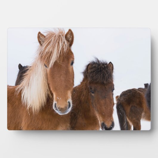 IJslandse paarden Fotoplaat (voorkant)