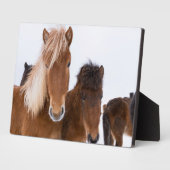 IJslandse paarden Fotoplaat (Zijkant)