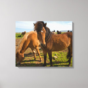 IJslandse paarden grazen Canvas Afdruk