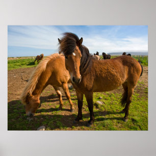 IJslandse paarden grazen Poster