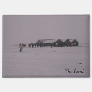 IJslandse paarden in de sneeuwmagneet Magneet