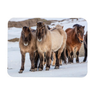 IJslandse paarden in de winter bij Höfn, IJsland Magneet