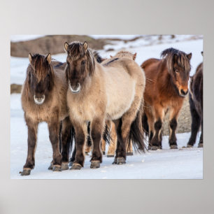 IJslandse paarden in de winter bij Höfn, IJsland Poster