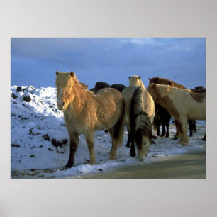 IJslandse paarden in de winter Poster