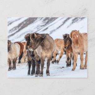 IJslandse paarden in de winterperiode nabij de Hof Briefkaart