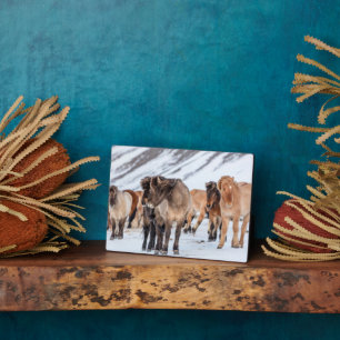 IJslandse paarden in de winterperiode nabij de Hof Fotoplaat