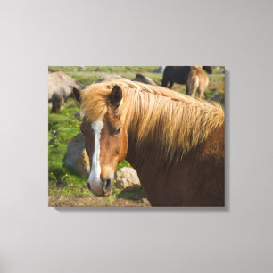 IJslandse paarden in het noordoosten van IJsland Canvas Afdruk