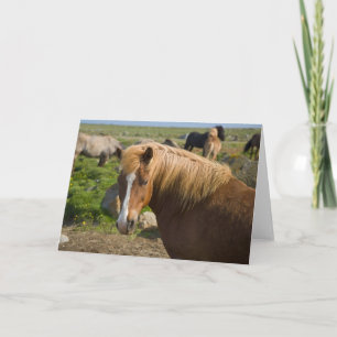 IJslandse paarden in het noordoosten van IJsland Kaart