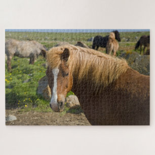 IJslandse paarden in het noordoosten van IJsland Legpuzzel
