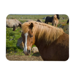 IJslandse paarden in Noordoost-IJsland Magneet
