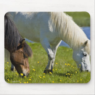 IJslandse paarden in westelijk IJsland. Muismat