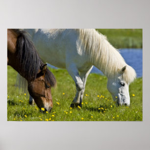 IJslandse paarden in westelijk IJsland. Poster