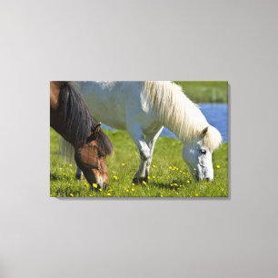 IJslandse paarden in western-IJsland. Canvas Afdruk