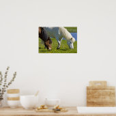 IJslandse paarden in western-IJsland. Poster (Keuken)