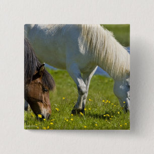 IJslandse paarden in western-IJsland. Vierkante Button 5,1 Cm