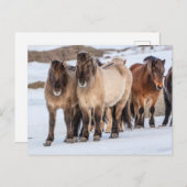 IJslandse paarden in Winter nabij Hofn, IJsland Briefkaart (Voorkant / Achterkant)