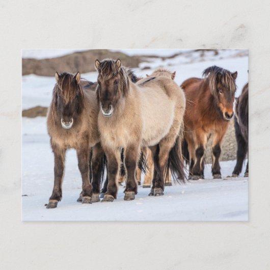 IJslandse paarden in Winter nabij Hofn, IJsland Briefkaart (Voorkant)