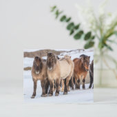 IJslandse paarden in Winter nabij Hofn, IJsland Briefkaart (Staand voorkant)