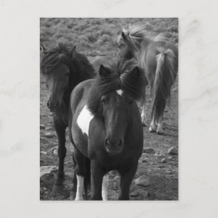 IJslandse paarden IV Briefkaart