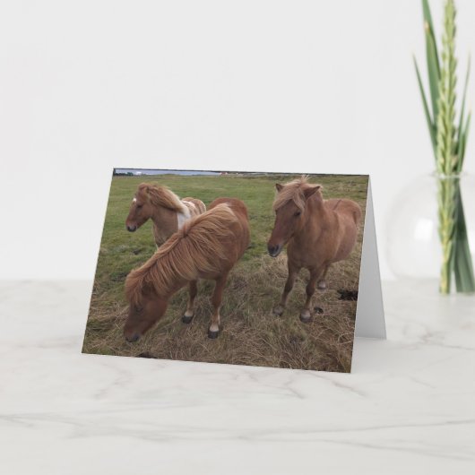IJslandse paarden Kaart (Voorkant)