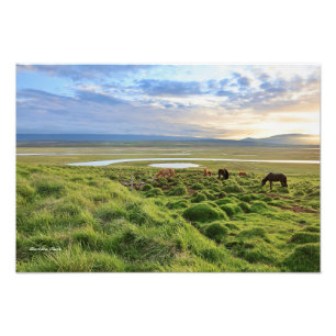 IJslandse paarden; landschap Foto Afdruk