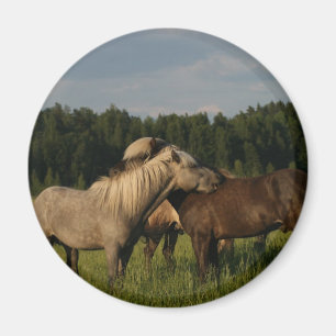 IJslandse paarden Magneet