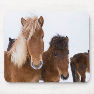 IJslandse paarden Muismat