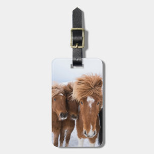 IJslandse paarden snuffelen, IJsland Bagagelabel