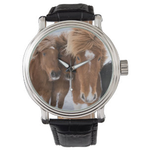 IJslandse paarden snuffelen, IJsland Horloge