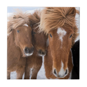 IJslandse paarden snuffelen, IJsland Tegeltje